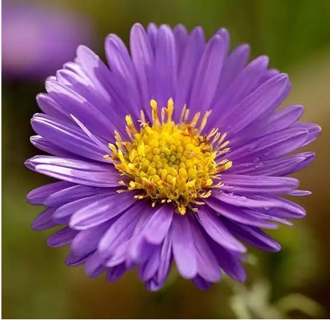 aster.html
