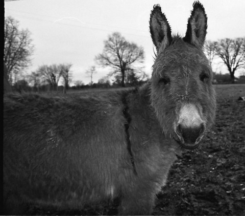 anesse chataigne.html