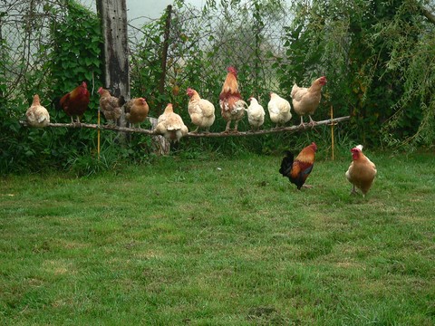 mes poules.html
