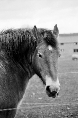 cheval percheron.html