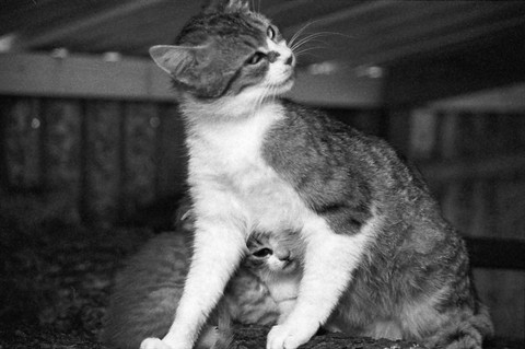 la tetete de sissi.html