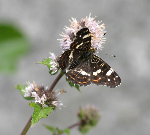 arachnia levana.html