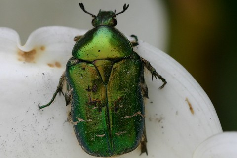 cétoine dorée.html