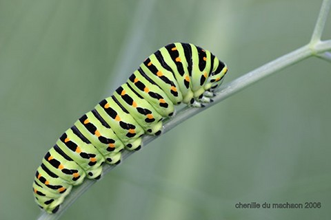 chenilla machaon.html