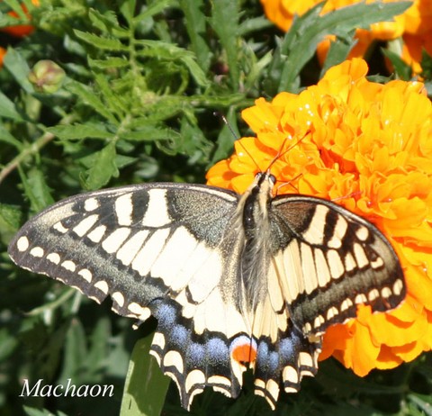 machaon.html