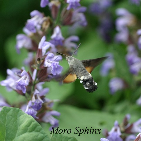 moro sphinx.html