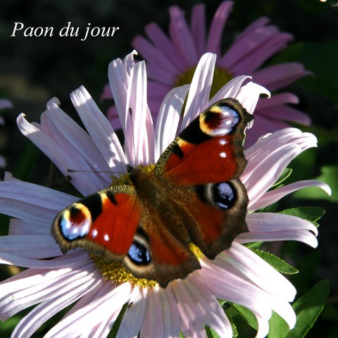 pao du jour .html