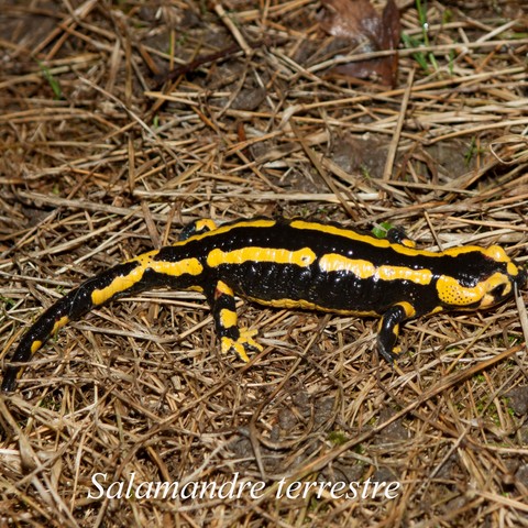 salamandre.html