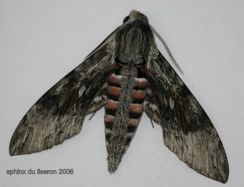 sphinx du liseron.html