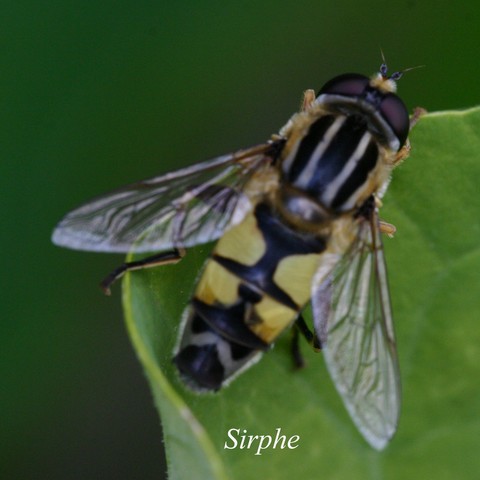 Syphe.html